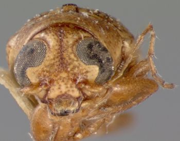 Media type: image; Entomology 8770   Aspect: head frontal view